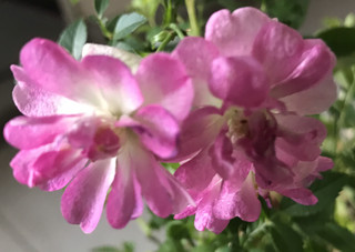 16593beea3974e4ab7150d3090cdade6