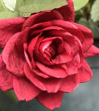 1b283c4a0384488baf52929fe050966b