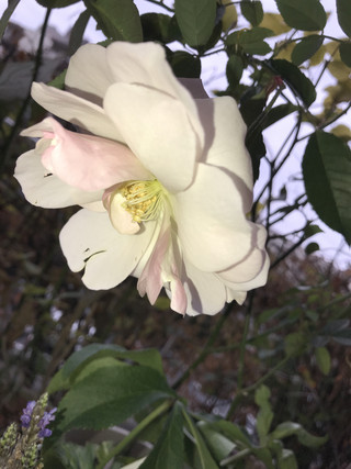 31945284cc0f441c8c59845b435cb539