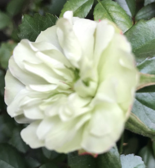 33dbdf521b0a428a8133216d352a58ab