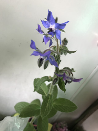 Eaa5772c02ea4152bab620d3a4e341bb