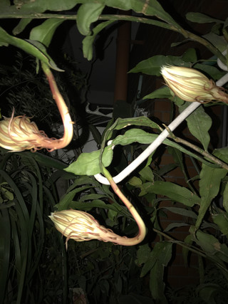 84d7490980bf46538f349b6ab2a46198