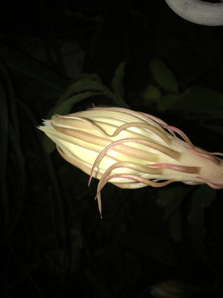 Dc262dd3a743421392a86067f5ee1fa2