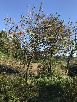 Cce8b412b9594de88fa28ac8e4e56d3b