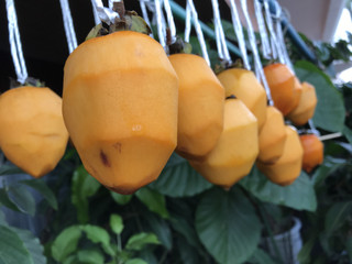 A6f46499d29946b5ba81cca454cb1d34