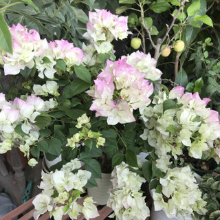 C560509ee7a54b2c9f993f258778dfbd