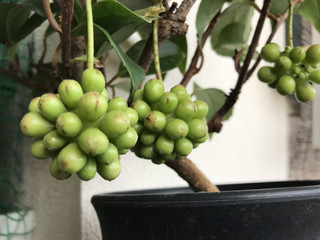 2dc9c630b98a4f72b236fac20fdb2310