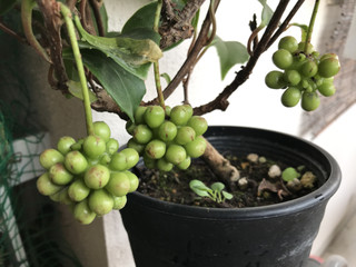 5206b4a0bc544ea08c4ba61813f6e67a