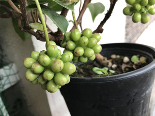 90e4faa4586244819223d3e03656a95c