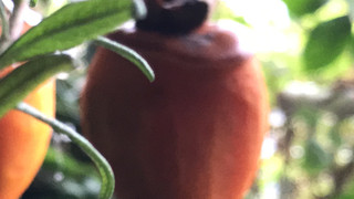 45b3a5aea6184c2183f8c0ae65a9d45b