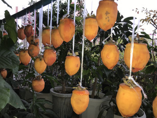 8fd2ae9037334957b0308bced01ba307