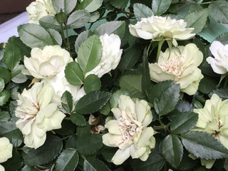 C2a176e2e5ca4f37af3ae2693f1b6ae8