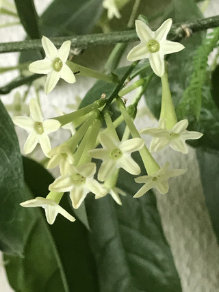 Cec245d22a3b41069898fa98971835de