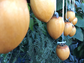 Dcde4b1f919344f29b86a11d4a65852d