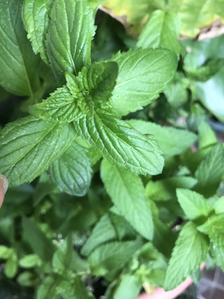 2f0d85a6e3694fa6a3614e5188c32dcb