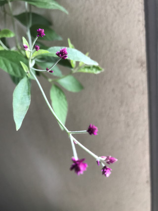 3a1e7433c2e74b72b9bfcffcc0fefd8a