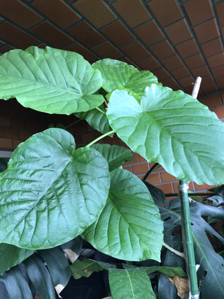 140d5599ca2d4669968be07c97ed0f6c