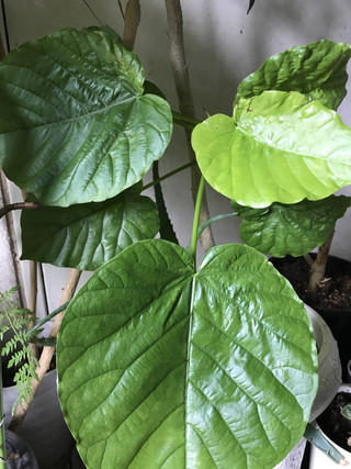 A13e6e3d3aa7440a84f18fde0331c23e