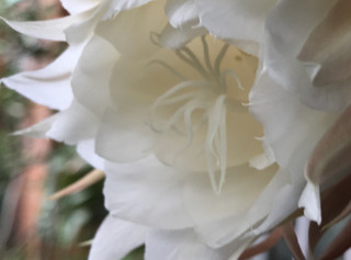 50cc0dcbad4940b199c86ac651dbba11