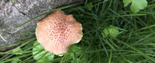 365c1f7ca4f444a082377646161c253d