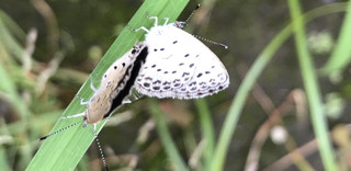 8f01bbc0c81b4b6fa10521d4d2e05591