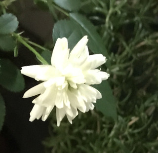 01e8ed500cb04dbda0e5eedca9c2fa33