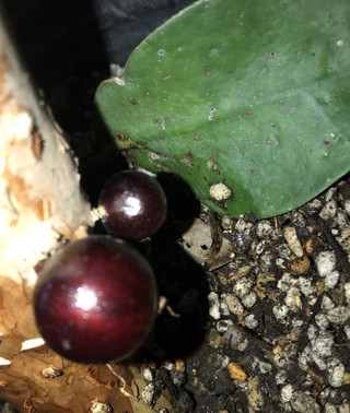 Aebd333225b44cfa93b3a0d43abe67d7