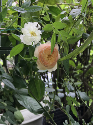 Ea8a970aa2c7485cae1041e151830907