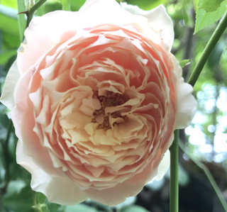 Ec6fd901c1d640a2a608617d1702e299