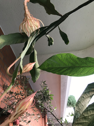 A4f5161b84f746ee8e35fe752294c71b