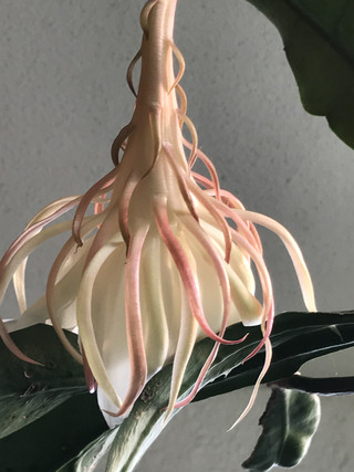 Ca239ee3bfe94a90858ebb913f25becc