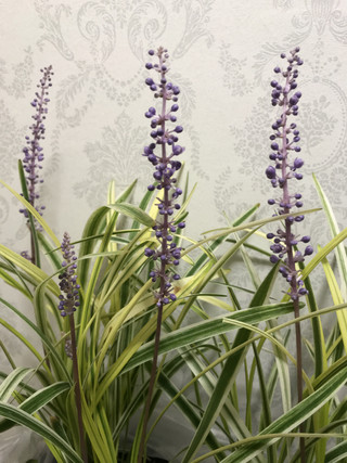 A6c9818333024bc8b5a01e0258858f08