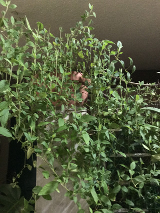 E98bd1b6ccb2454599127f54b0c51092