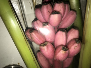 A31a7b415566466cba2461f49818c9a0