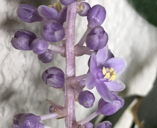 8337199d495d4c9ea8c100d9527dacdb