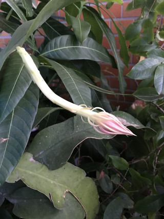 0e3c1a64f9e14839ae5f264abf0c32d6