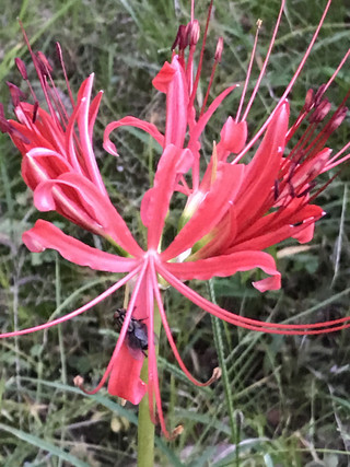 C62c77d250ec430cbe556db9c706cc25