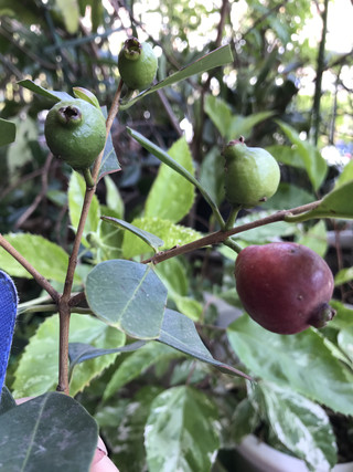 243d64343afc48b582232f67b27e20ee