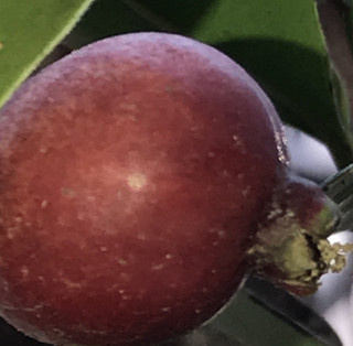 C1a60fa20b9c4c2ab88e2f5a43b81e2e