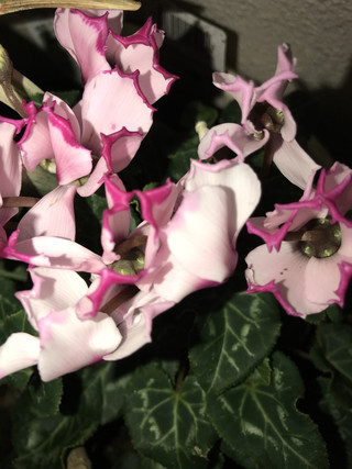 2a0a97aaf1014b3f85961b8bcada4a7b