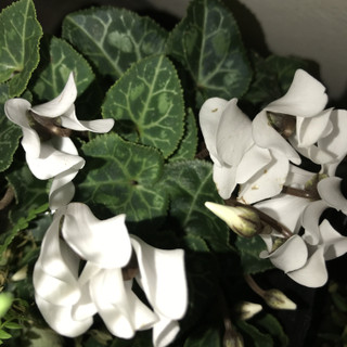 4ec0e5cced934b3781dfda1cf076b05e