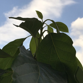 52df426f5cb9466b85ed455c17f278b4