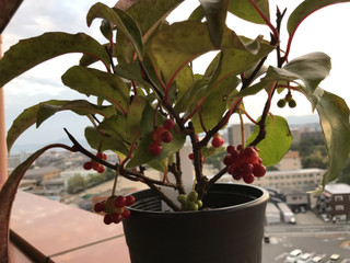 C550eb90959a4108a4e73d6dc7fdc2e3