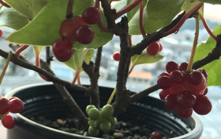 Cde05d256a8a4c28a91363f87c262914