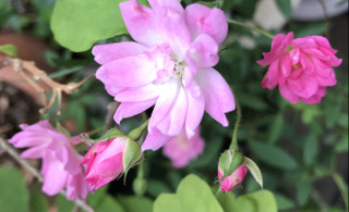 Ddcf627f9b124c728e32eec30cbc3876