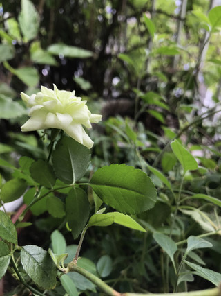 F9d420772a5144e187403bfeea402c9b