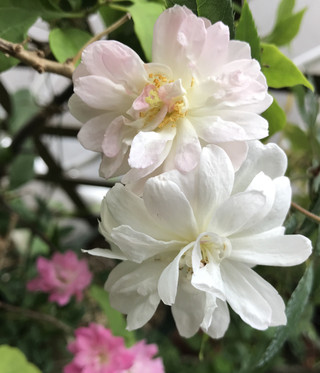 4c780242cdac498f94407b8684ff715e