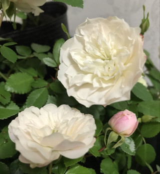 08d53e24a06740e9a836cd30ecbdfc2e