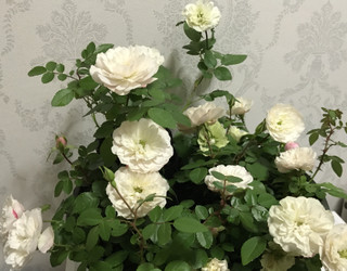 442e387df3d04ee3b6d29dbfc431dbfa