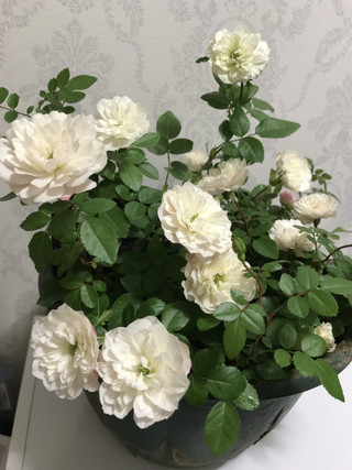 Bb86e34c429b405599666ed1b96b6fd2